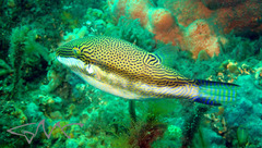 Canthigaster callisterna