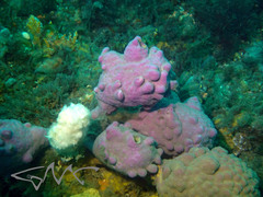 Pyura spinifera
