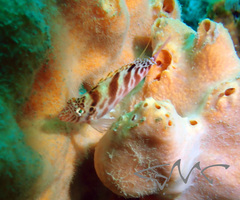 Cirrhitichthys aprinus