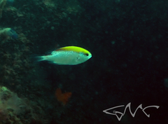 Chromis nitida