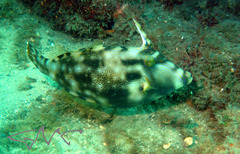 Meuschenia trachylepis