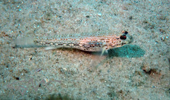 Istigobius hoesei