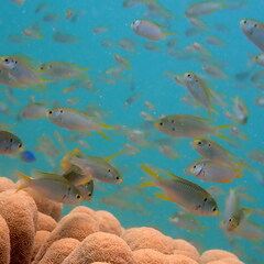 Neopomacentrus nemurus