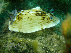 Aphelodoris varia