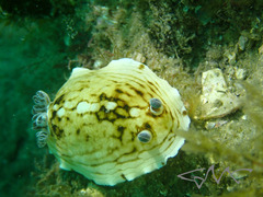 Aphelodoris varia