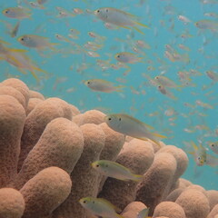 Neopomacentrus nemurus