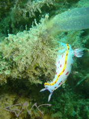 Hypselodoris bennetti