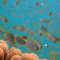 Neopomacentrus nemurus