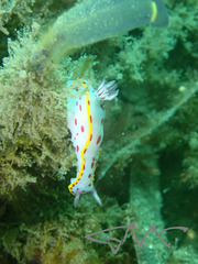 Hypselodoris bennetti
