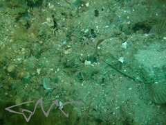 Platycephalus fuscus