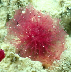 Oceanapia sagittaria