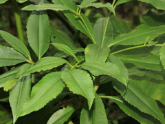 Ardisia virens