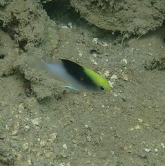 Chrysiptera rollandi