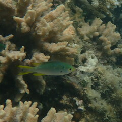 Neopomacentrus nemurus