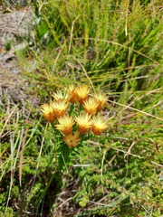 Helichrysum herbaceum