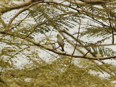 Erpornis zantholeuca
