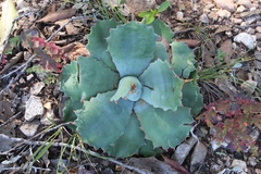 Agave seemanniana