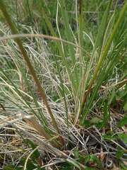 Festuca altaica