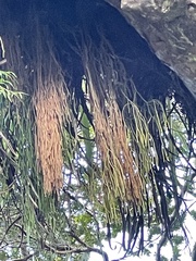 Phlegmariurus billardierei