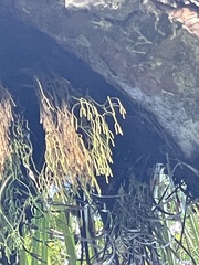 Phlegmariurus billardierei