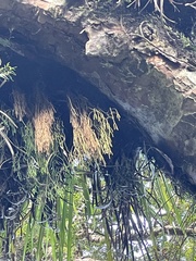 Phlegmariurus billardierei