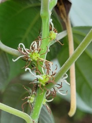 Pipturus arborescens