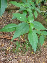 Pipturus arborescens