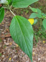 Pipturus arborescens