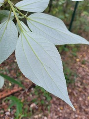 Pipturus arborescens