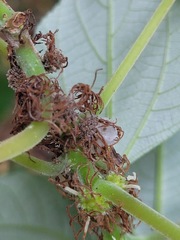 Pipturus arborescens