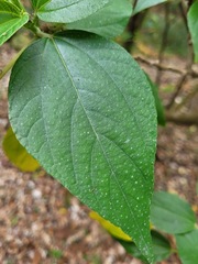 Pipturus arborescens