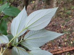 Pipturus arborescens