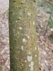 Pipturus arborescens