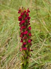 Disa sanguinea
