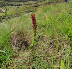 Disa sanguinea