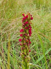 Disa sanguinea