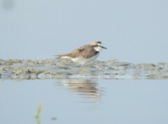 Charadrius mongolus