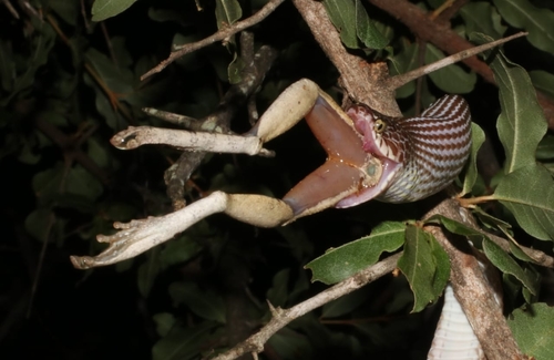 Marbled Tree Snake