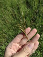 Bothriochloa pertusa