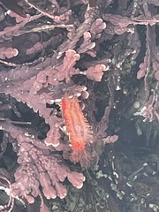 Lissothuria nutriens