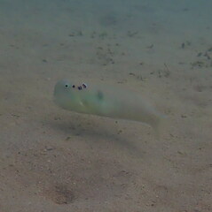 Iniistius pentadactylus