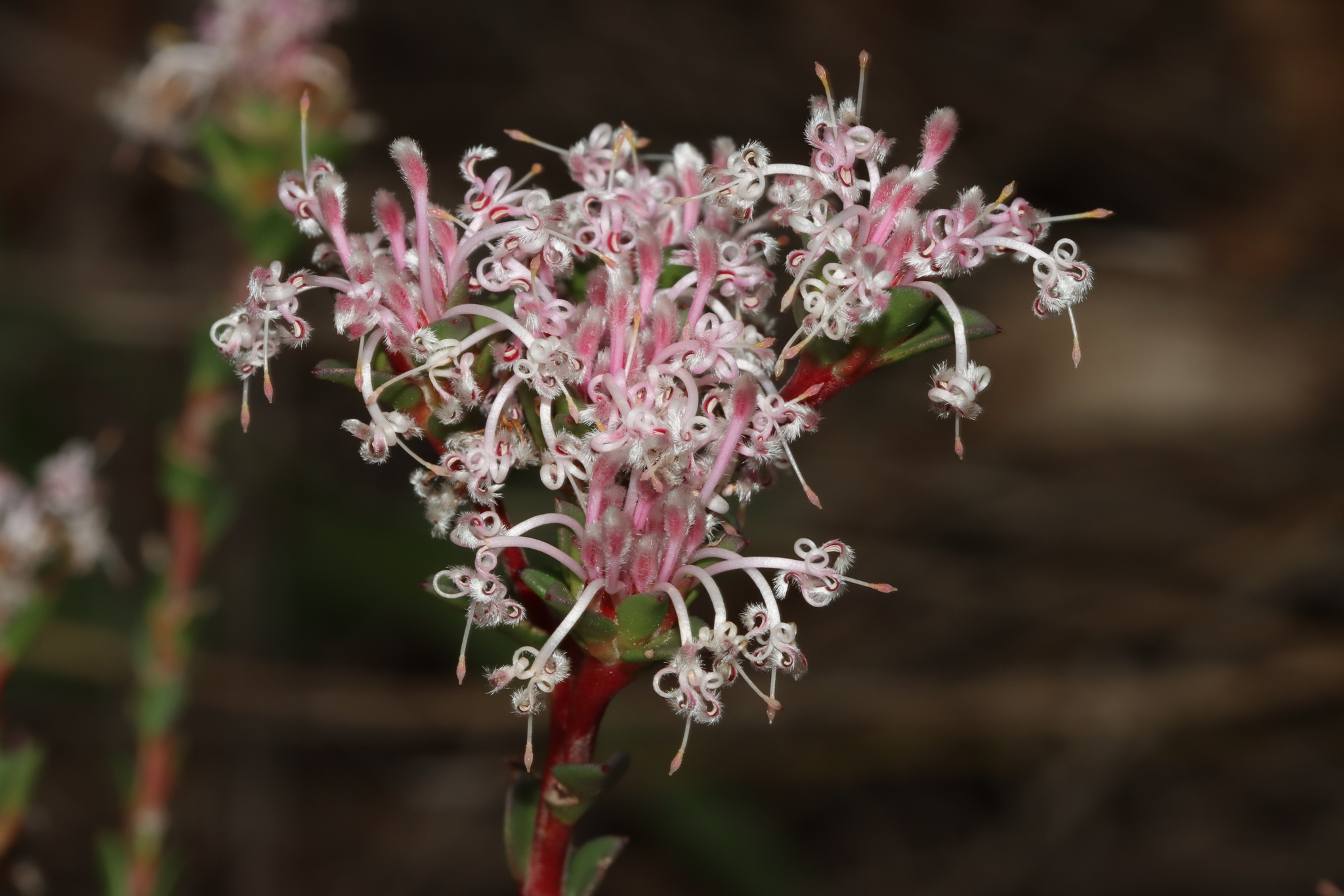 Isopogon buxifolius