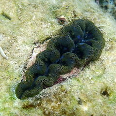 Tridacna crocea