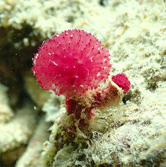 Oceanapia sagittaria