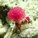 Puffball Sponge - Photo (c) Claire Goiran, some rights reserved (CC BY-NC), uploaded by Claire Goiran