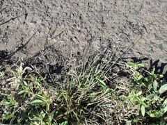 Eragrostis barrelieri