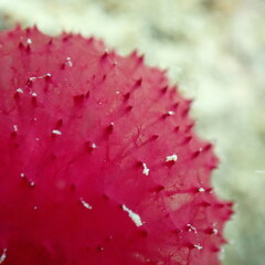 Oceanapia sagittaria