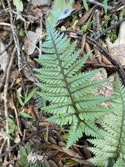 Polystichum neozelandicum
