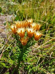 Helichrysum herbaceum