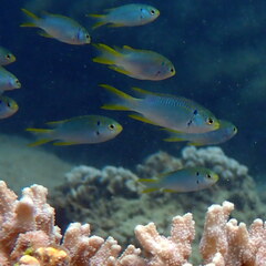 Neopomacentrus nemurus